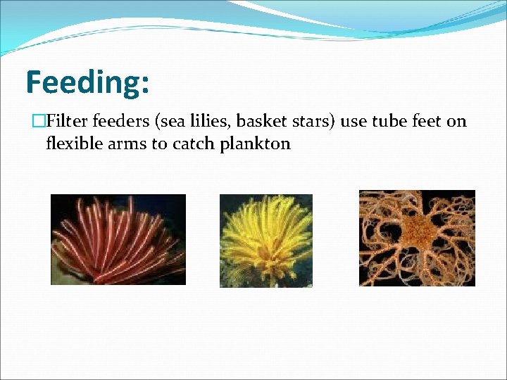 Feeding: �Filter feeders (sea lilies, basket stars) use tube feet on flexible arms to