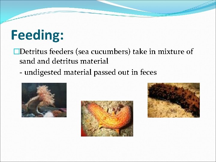 Feeding: �Detritus feeders (sea cucumbers) take in mixture of sand detritus material - undigested