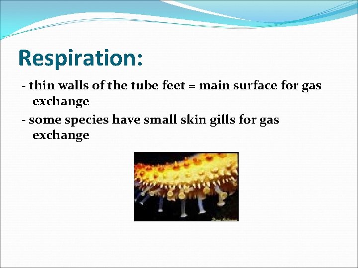 Respiration: - thin walls of the tube feet = main surface for gas exchange