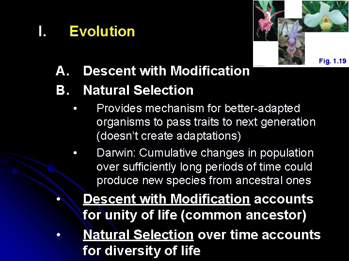 I. Evolution A. Descent with Modification B. Natural Selection • • Fig. 1. 19