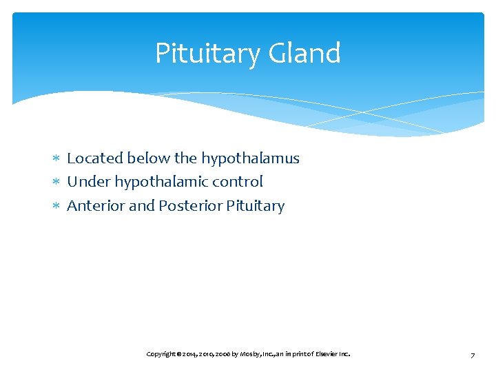 Pituitary Gland Located below the hypothalamus Under hypothalamic control Anterior and Posterior Pituitary Copyright