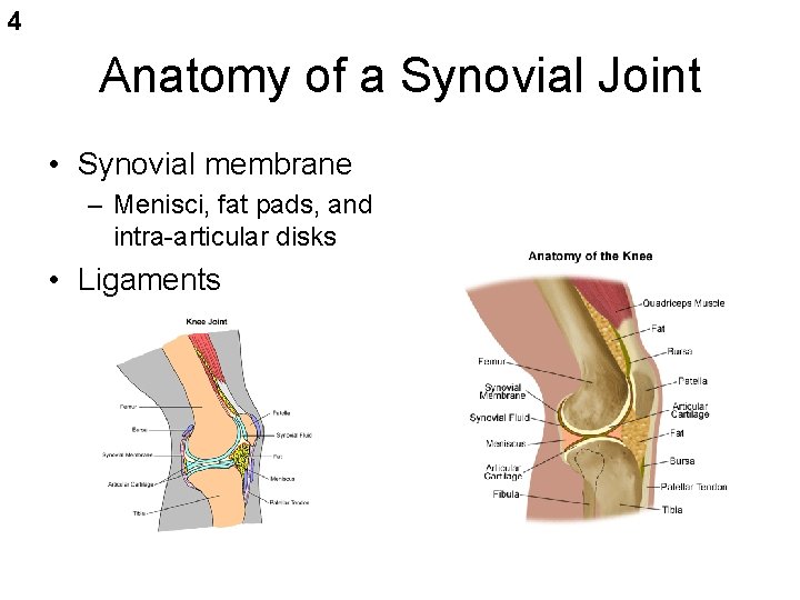 4 Anatomy of a Synovial Joint • Synovial membrane – Menisci, fat pads, and