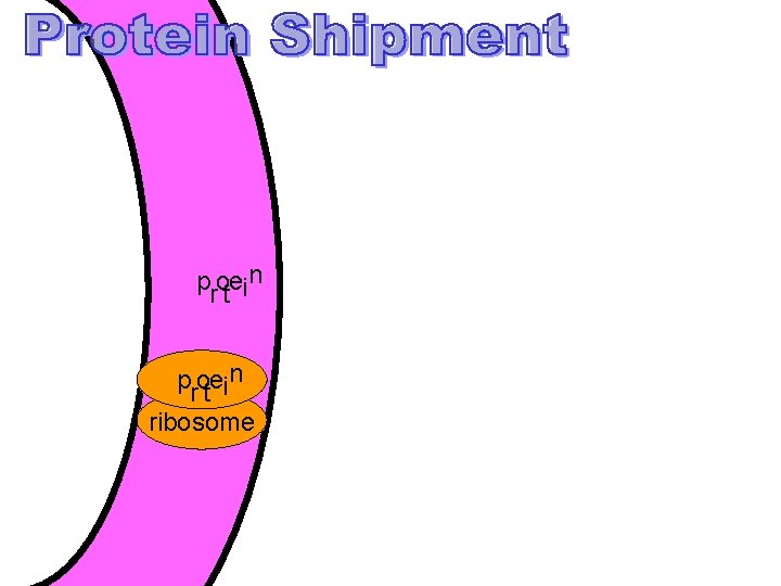 vesicle protein ribosome vesicle protein ribosome