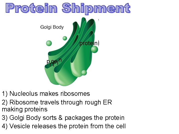 vesicle protein 1) Nucleolus makes ribosomes 2) Ribosome travels through ER making proteins 3) vesicle protein 1) Nucleolus makes ribosomes 2) Ribosome travels through ER making proteins 3)