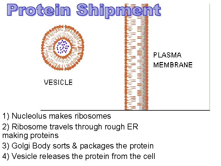 1) Nucleolus makes ribosomes 2) Ribosome travels through ER making proteins 3) Golgi Body 1) Nucleolus makes ribosomes 2) Ribosome travels through ER making proteins 3) Golgi Body