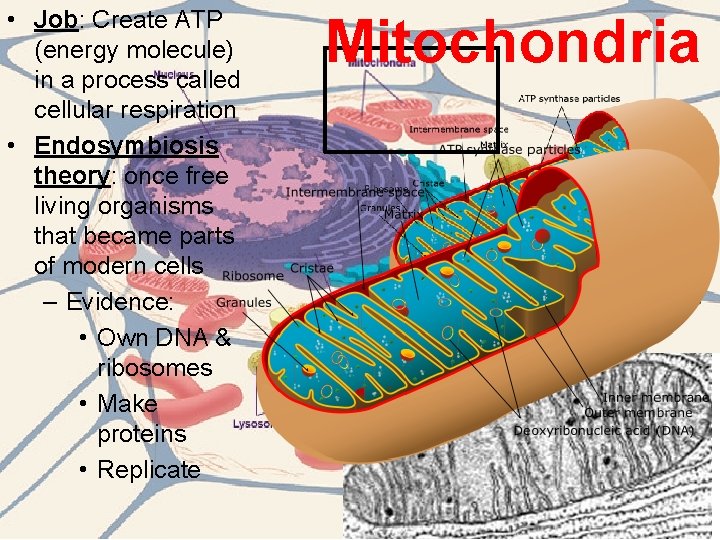 • Job: Create ATP (energy molecule) in a process called cellular respiration • • Job: Create ATP (energy molecule) in a process called cellular respiration •