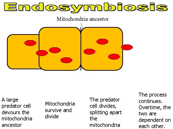 Mitochondria ancestor A large predator cell devours the mitochondria ancestor Mitochondria survive and divide Mitochondria ancestor A large predator cell devours the mitochondria ancestor Mitochondria survive and divide