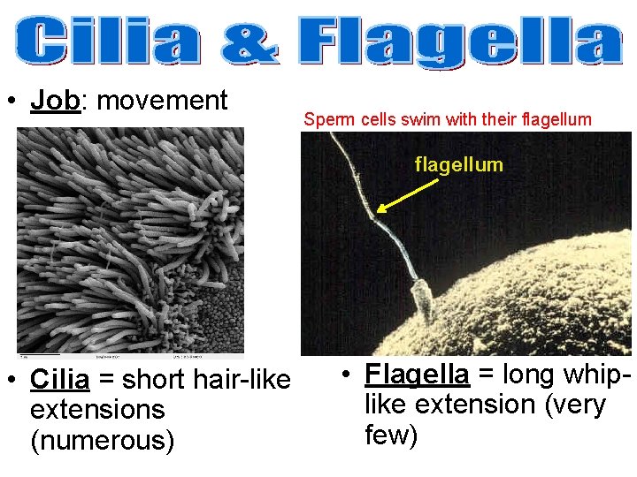 • Job: movement Sperm cells swim with their flagellum • Cilia = short • Job: movement Sperm cells swim with their flagellum • Cilia = short