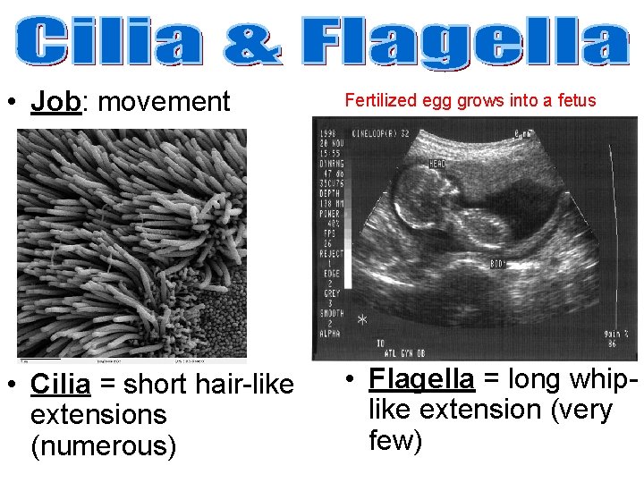 • Job: movement Fertilized egg grows into a fetus • Cilia = short • Job: movement Fertilized egg grows into a fetus • Cilia = short