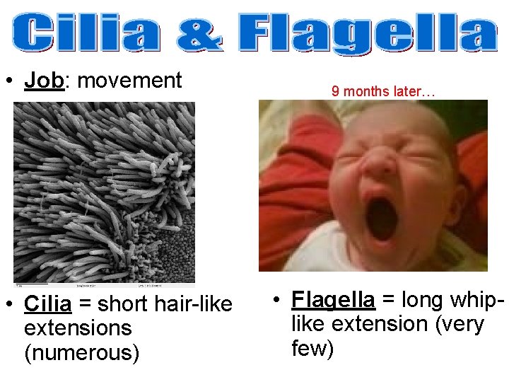 • Job: movement • Cilia = short hair-like extensions (numerous) 9 months later… • Job: movement • Cilia = short hair-like extensions (numerous) 9 months later…