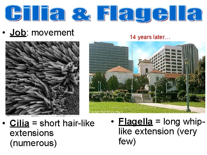 • Job: movement • Cilia = short hair-like extensions (numerous) 14 years later… • Job: movement • Cilia = short hair-like extensions (numerous) 14 years later…