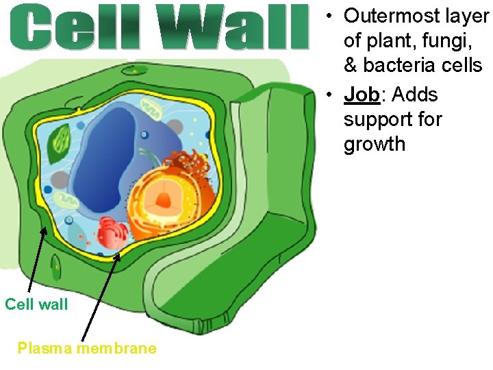 • Outermost layer of plant, fungi, & bacteria cells • Job: Adds support • Outermost layer of plant, fungi, & bacteria cells • Job: Adds support
