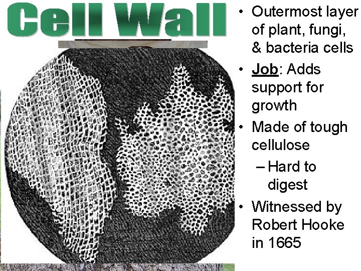 • Outermost layer of plant, fungi, & bacteria cells • Job: Adds support • Outermost layer of plant, fungi, & bacteria cells • Job: Adds support
