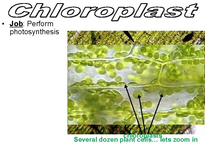 • Job: Perform photosynthesis chloroplasts Several dozen plant cells… lets zoom in • Job: Perform photosynthesis chloroplasts Several dozen plant cells… lets zoom in
