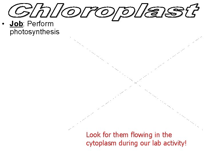 • Job: Perform photosynthesis Look for them flowing in the cytoplasm during our • Job: Perform photosynthesis Look for them flowing in the cytoplasm during our