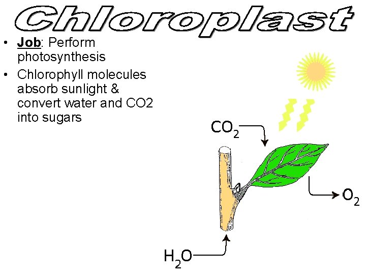 • Job: Perform photosynthesis • Chlorophyll molecules absorb sunlight & convert water and • Job: Perform photosynthesis • Chlorophyll molecules absorb sunlight & convert water and