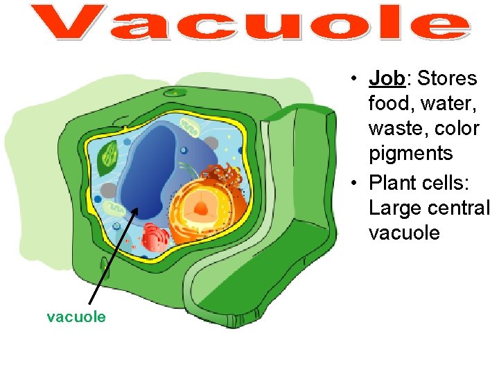 • Job: Stores food, water, waste, color pigments • Plant cells: Large central • Job: Stores food, water, waste, color pigments • Plant cells: Large central