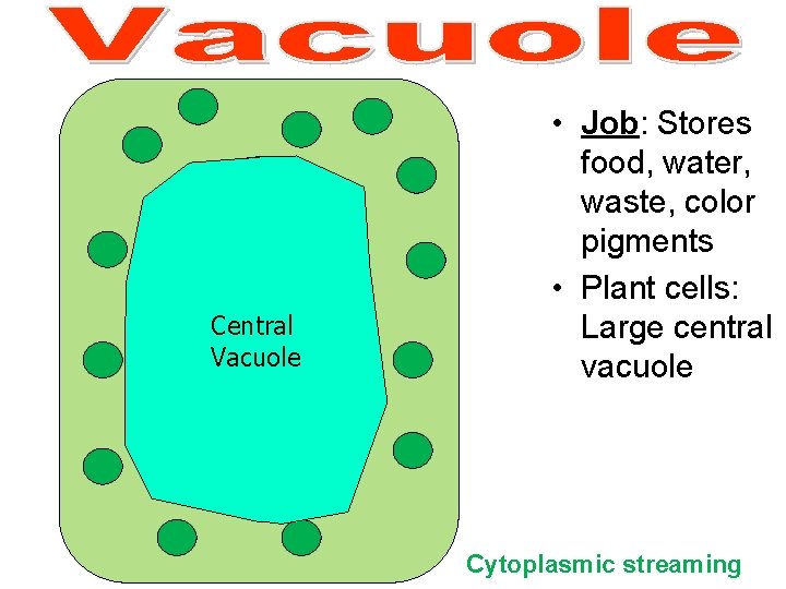 Central Vacuole • Job: Stores food, water, waste, color pigments • Plant cells: Large Central Vacuole • Job: Stores food, water, waste, color pigments • Plant cells: Large