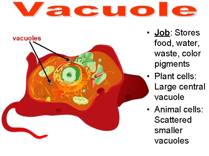 vacuoles • Job: Stores food, water, waste, color pigments • Plant cells: Large central vacuoles • Job: Stores food, water, waste, color pigments • Plant cells: Large central