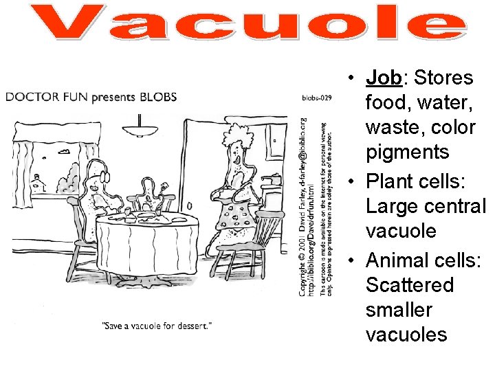 • Job: Stores food, water, waste, color pigments • Plant cells: Large central • Job: Stores food, water, waste, color pigments • Plant cells: Large central