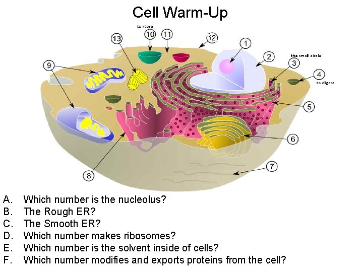 Cell Warm-Up A. B. C. D. E. F. Which number is the nucleolus? The Cell Warm-Up A. B. C. D. E. F. Which number is the nucleolus? The