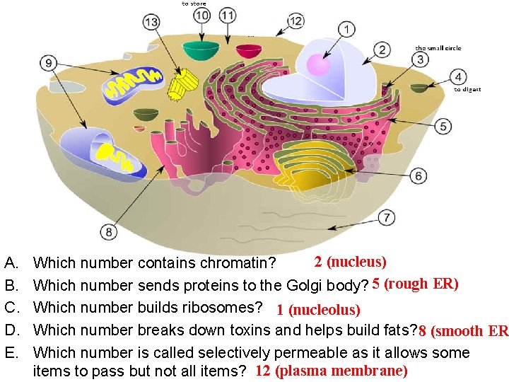 A. B. C. D. E. 2 (nucleus) Which number contains chromatin? Which number sends A. B. C. D. E. 2 (nucleus) Which number contains chromatin? Which number sends