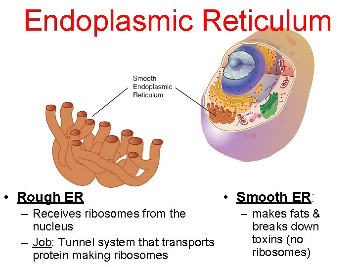 Endoplasmic Reticulum • Rough ER – Receives ribosomes from the nucleus – Job: Tunnel Endoplasmic Reticulum • Rough ER – Receives ribosomes from the nucleus – Job: Tunnel