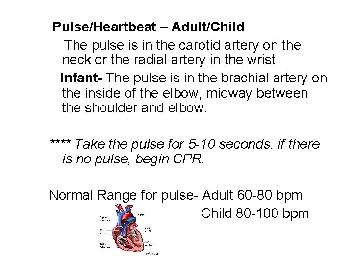 Pulse/Heartbeat – Adult/Child The pulse is in the carotid artery on the neck or