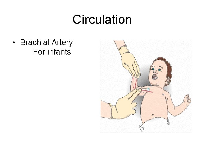 Circulation • Brachial Artery. For infants 