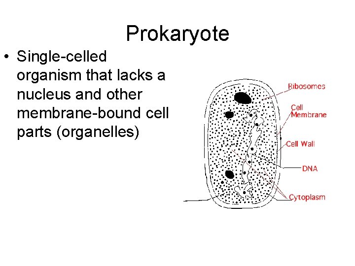 Prokaryote • Single-celled organism that lacks a nucleus and other membrane-bound cell parts (organelles)