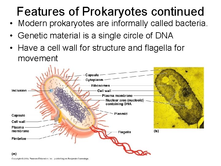 Features of Prokaryotes continued • Modern prokaryotes are informally called bacteria. • Genetic material