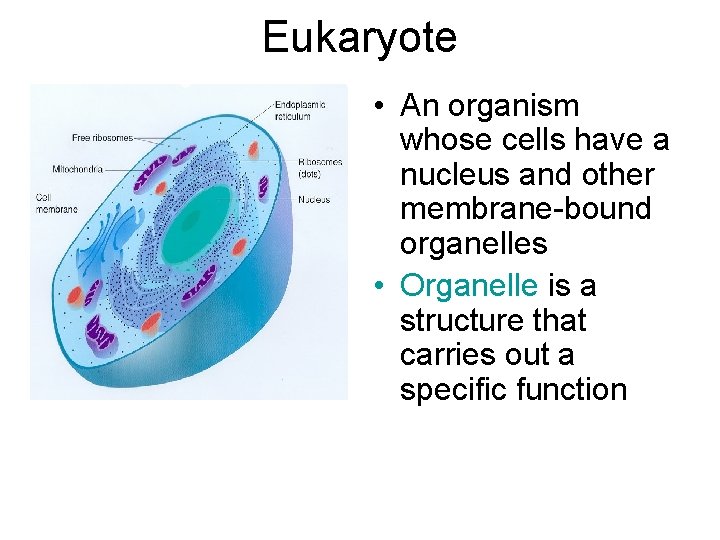 Eukaryote • An organism whose cells have a nucleus and other membrane-bound organelles •