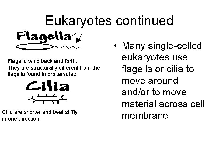 Eukaryotes continued Flagella whip back and forth. They are structurally different from the flagella