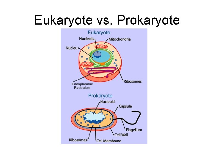 Eukaryote vs. Prokaryote 