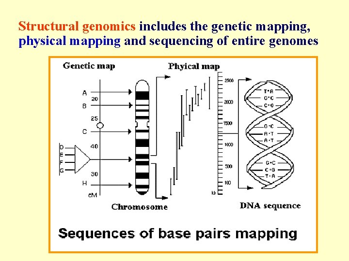 Structural genomics includes the genetic mapping, physical mapping and sequencing of entire genomes 