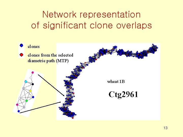 Network representation of significant clone overlaps clones from the selected diametric path (MTP) wheat