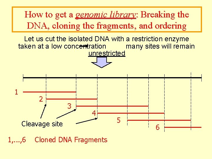 How to get a genomic library: Breaking the DNA, cloning the fragments, and ordering