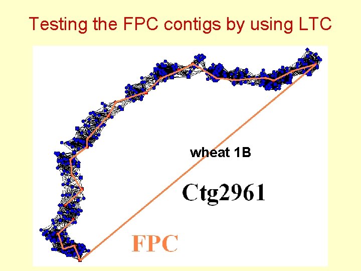 Testing the FPC contigs by using LTC wheat 1 B 