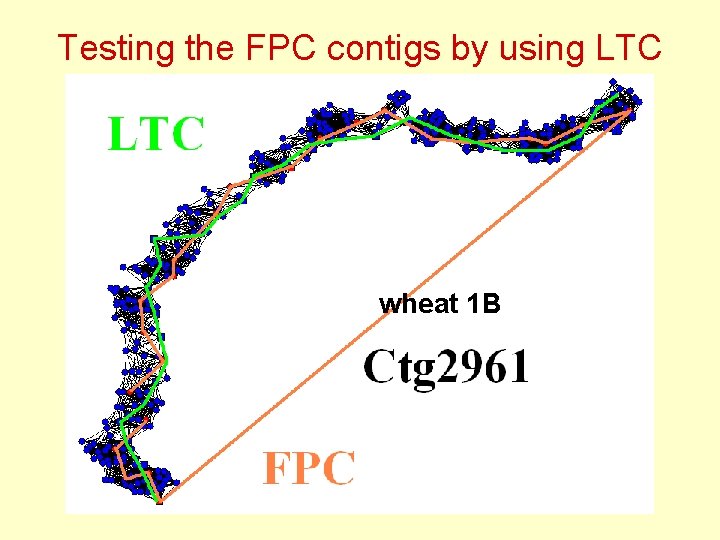 Testing the FPC contigs by using LTC wheat 1 B 