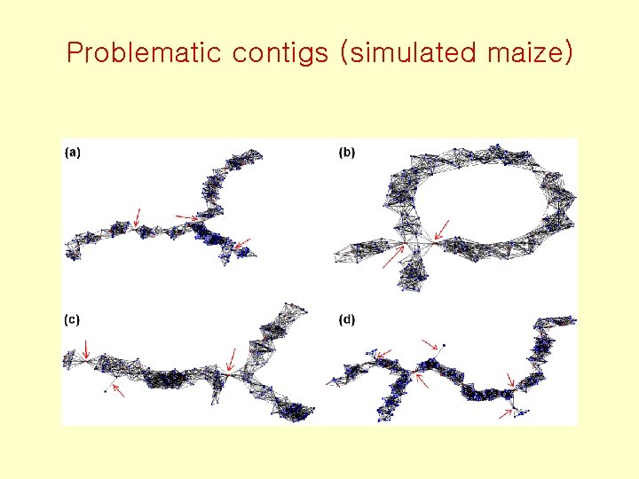 Problematic contigs (simulated maize) 