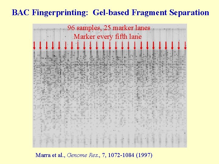 BAC Fingerprinting: Gel-based Fragment Separation 96 samples, 25 marker lanes Marker every fifth lane