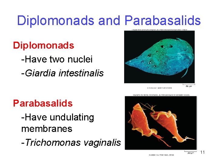 Diplomonads and Parabasalids Diplomonads -Have two nuclei -Giardia intestinalis Parabasalids -Have undulating membranes -Trichomonas