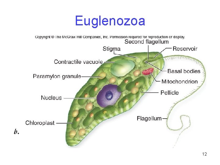 Euglenozoa 12 