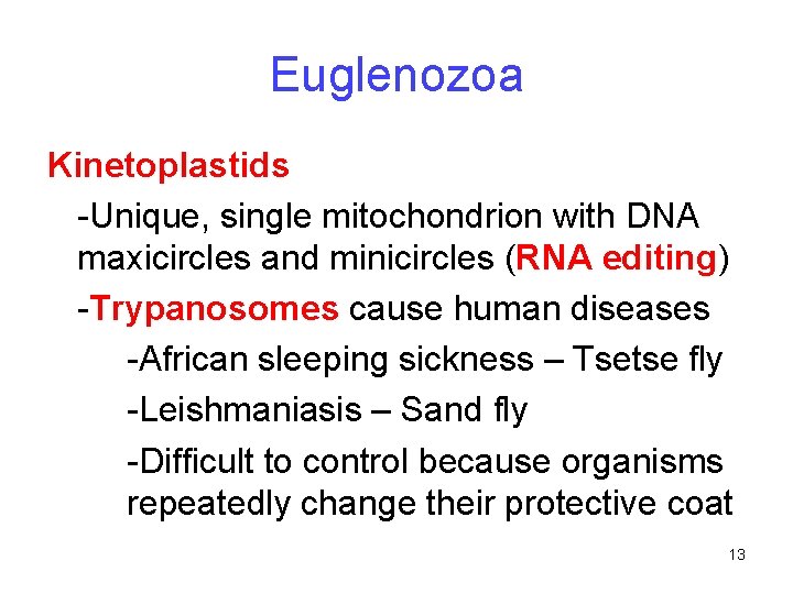 Euglenozoa Kinetoplastids -Unique, single mitochondrion with DNA maxicircles and minicircles (RNA editing) -Trypanosomes cause
