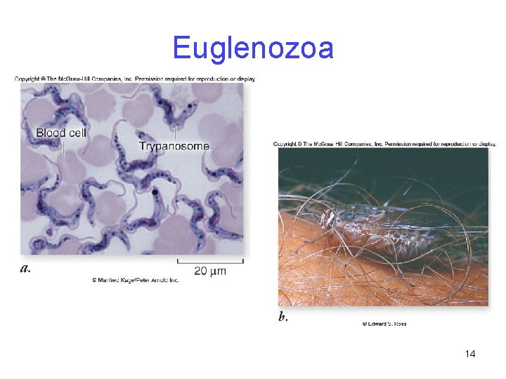 Euglenozoa 14 
