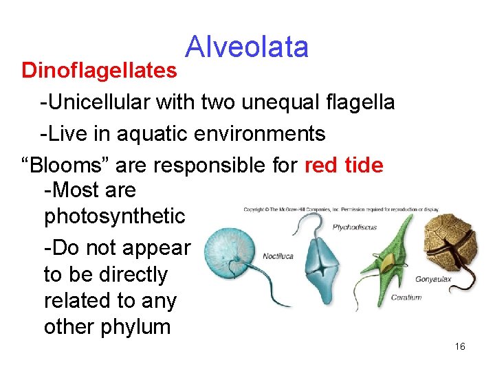 Alveolata Dinoflagellates -Unicellular with two unequal flagella -Live in aquatic environments “Blooms” are responsible