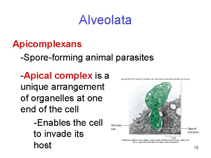 Alveolata Apicomplexans -Spore-forming animal parasites -Apical complex is a unique arrangement of organelles at