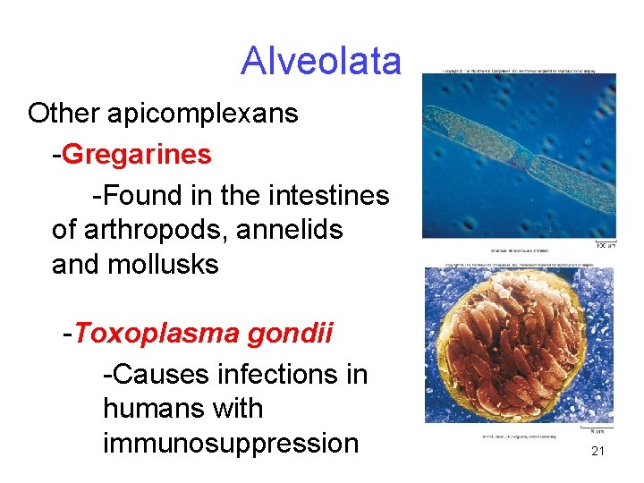 Alveolata Other apicomplexans -Gregarines -Found in the intestines of arthropods, annelids and mollusks -Toxoplasma