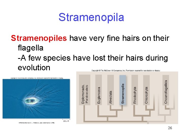 Stramenopila Stramenopiles have very fine hairs on their flagella -A few species have lost
