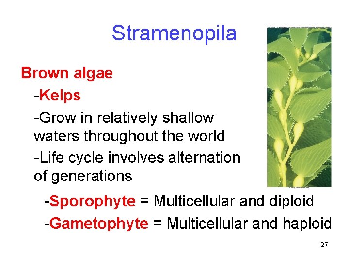 Stramenopila Brown algae -Kelps -Grow in relatively shallow waters throughout the world -Life cycle